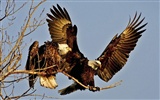 Eagle Flügeln fliegen Tapete #3