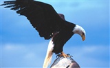 Eagle křídla letět wallpaper