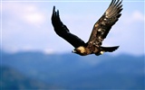 Eagle Flügeln fliegen Tapete #11