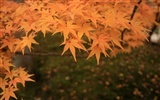 아름다운 단풍잎 바탕 화면 #2