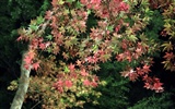 Krásné Maple Leaf Wallpaper #13