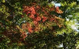 Beautiful Maple Leaf Wallpaper #18