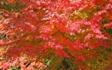 아름다운 단풍잎 바탕 화면 #19