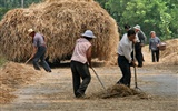 Пшеница знакомые (Minghu Метасеквойя работ) #3