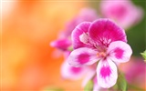 Osobní Květiny Tapeta #11