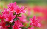 Osobní Květiny Tapeta #18