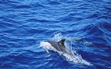 Дельфин Фото обои #4