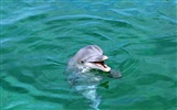 Fondo de pantalla de fotos de delfines #5
