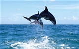 Дельфин Фото обои #7