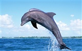 Fondo de pantalla de fotos de delfines #10