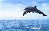 Дельфин Фото обои #11