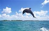 delfínů Foto Wallpaper #12