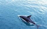 Дельфин Фото обои #13