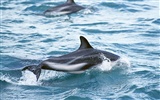 delfínů Foto Wallpaper #14