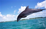 Дельфин Фото обои #15