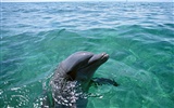 Дельфин Фото обои #16
