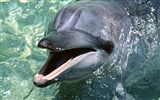 Fondo de pantalla de fotos de delfines #18