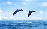 delfínů Foto Wallpaper #20