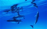 delfínů Foto Wallpaper #25