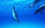 delfínů Foto Wallpaper #29