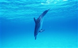 Dolphin Photo Wallpaper #32