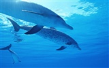 Fondo de pantalla de fotos de delfines #34