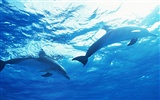 Дельфин Фото обои #35