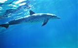 Fondo de pantalla de fotos de delfines #36