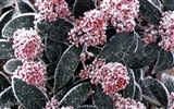 ledu rostlin Tapety Album #12