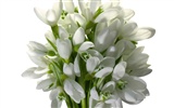 Flores blancas fondo de pantalla #2