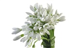 Flores blancas fondo de pantalla #3