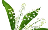 Flores blancas fondo de pantalla #7