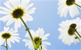 Flores blancas fondo de pantalla #10