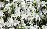 Flores blancas fondo de pantalla #15