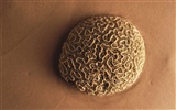 tisíciletí biologický Wallpaper #4