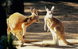 Características hermosos paisajes de Australia #23