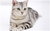 HD papel tapiz lindo gatito #1