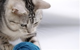 HD papel tapiz lindo gatito #3