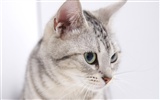 HD papel tapiz lindo gatito #5