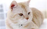 HD papel tapiz lindo gatito #8