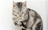 HD papel tapiz lindo gatito #10