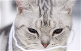 HD roztomilé koťátko wallpaper #11