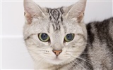 HD papel tapiz lindo gatito #18