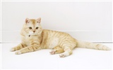 HD papel tapiz lindo gatito #23