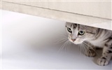 HD papel tapiz lindo gatito #29