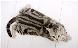 HD papel tapiz lindo gatito #30