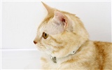 HD papel tapiz lindo gatito #31