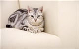 HD roztomilé koťátko wallpaper #38