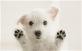Cute cachorro Foto Wallpaper #13