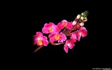 Hermosa y elegante fondo de pantalla de orquídeas #1